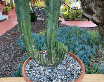 Unique crested column Cactus Plant two branches, exotic plants, landscape plant