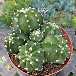 Echinopsis Fuzzy Clumping Cactus Plant, collectors plant