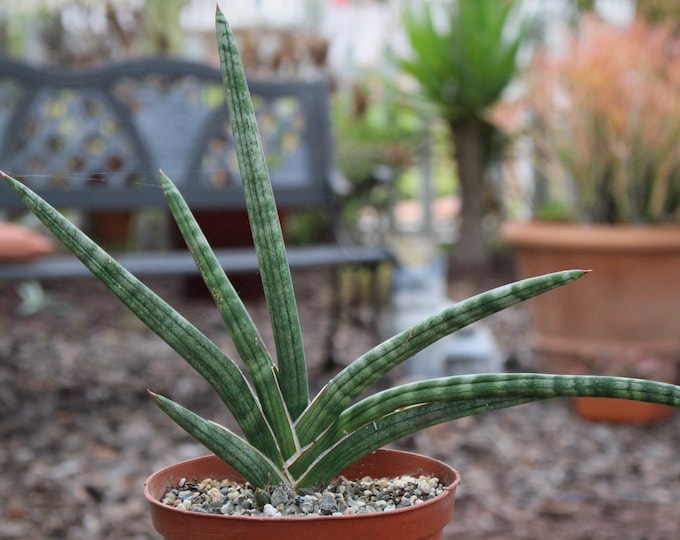 Sanseveira Gracilis Succulent Plant unique plant, native to thailand