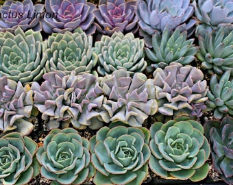 25 Succulent 4 inch pots large Rosettes
