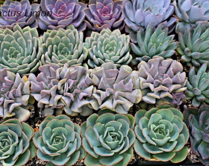 Echeveria 25 Rosettes Succulent plants 4 inch pots