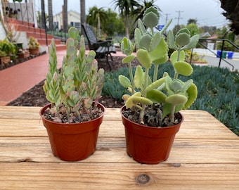 Kalanchoe Set of two plants Succulent Plant