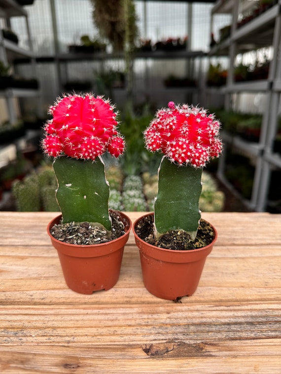 Grafted Red Cactus Plant - Etsy 日本