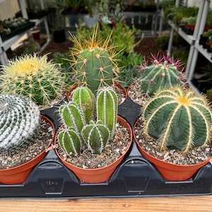 Six Pack Cactus Plants Oversized