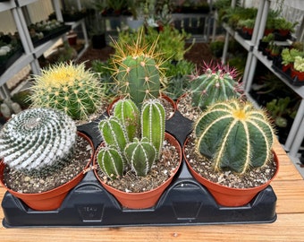 Six Pack Cactus Plants Oversized
