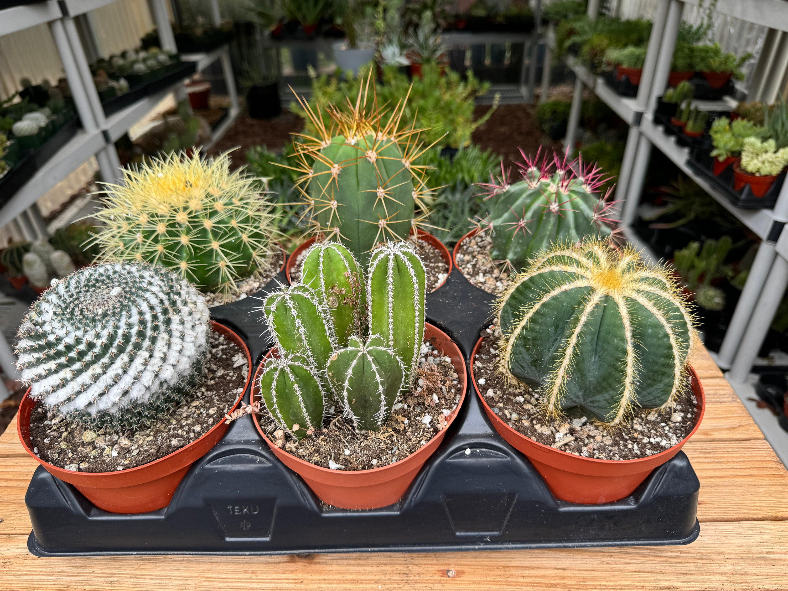 Six Pack Cactus Plants Oversized - Etsy