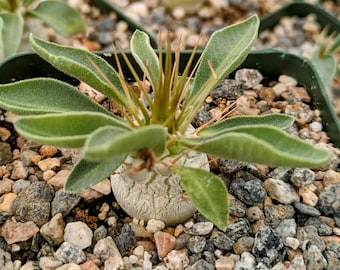 Pachypodium Namaquanum Succulent Plant