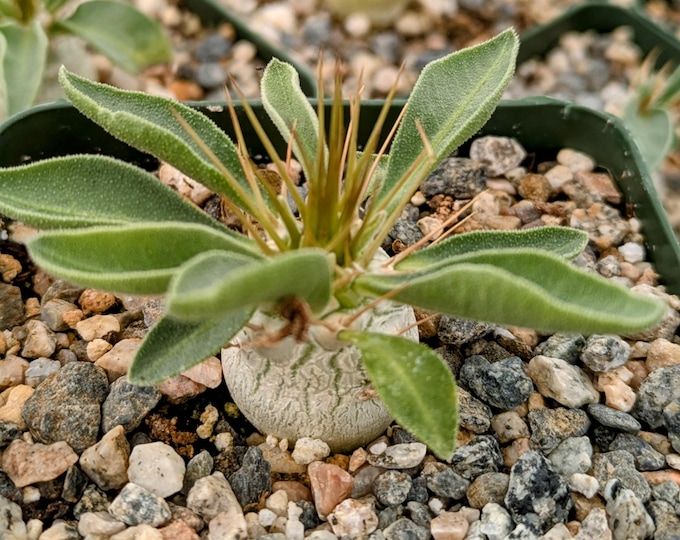 Pachypodium Namaquanum Succulent Plant