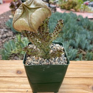 Edithcolea Grandia  Succulent Plant, collector plant