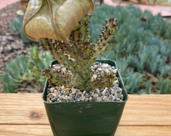 Edithcolea Grandia  Succulent Plant, collector plant