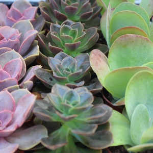3 Live Succulent Potted Mini Plants, Plant Collection, Party Favors, Assorted Live Plants