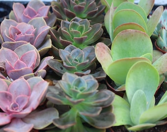 Live Succulent Mini Plants, Assorted Potted Collection, Party Favors