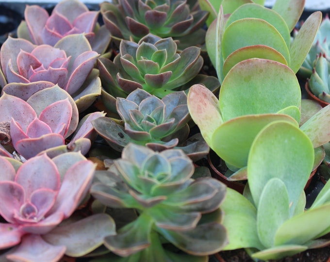 Live Succulent Mini Plants, Assorted Potted Collection, Party Favors