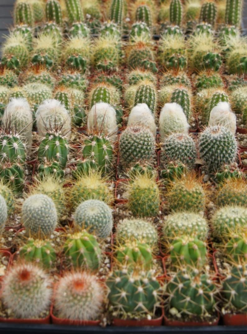 Cactus Limon Cactus Plants - Thumbnail 4
