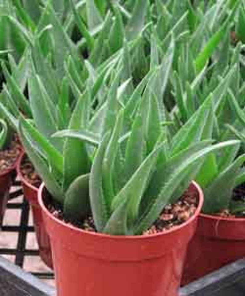 Aloe Ciliaris Succulent Plant image 1