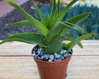 Aloe Cyliaris 2 inch pot Succulent Plant