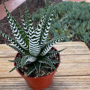 Haworthia Zebra  Succulent Plant
