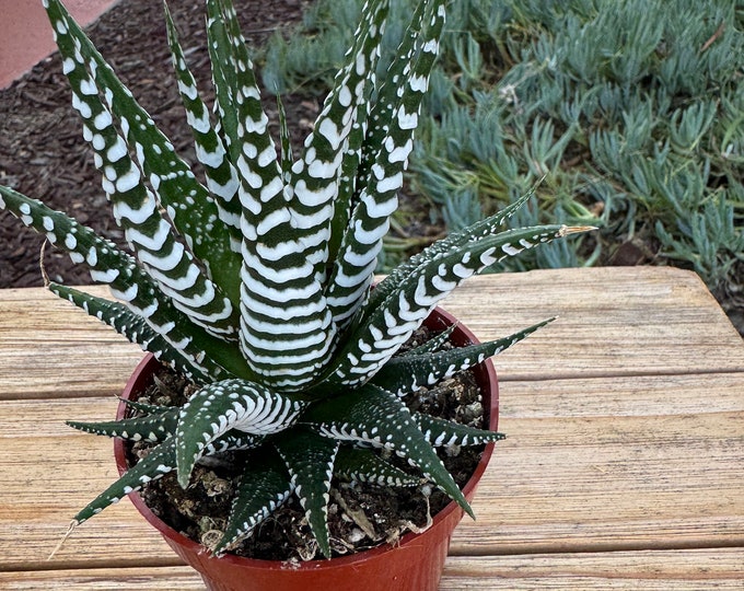 Haworthia Zebra  Succulent Plant