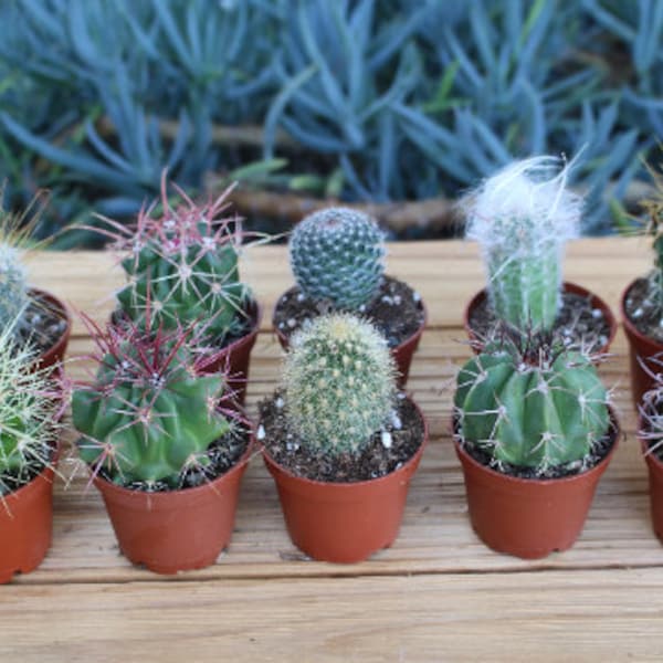 10 Assorted Cactus Potted Mini Cactus Plants, Party Favors, Mini Cactus Plants