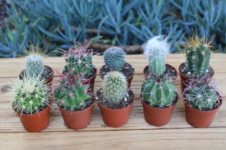 Cactus Limon Cactus Plants