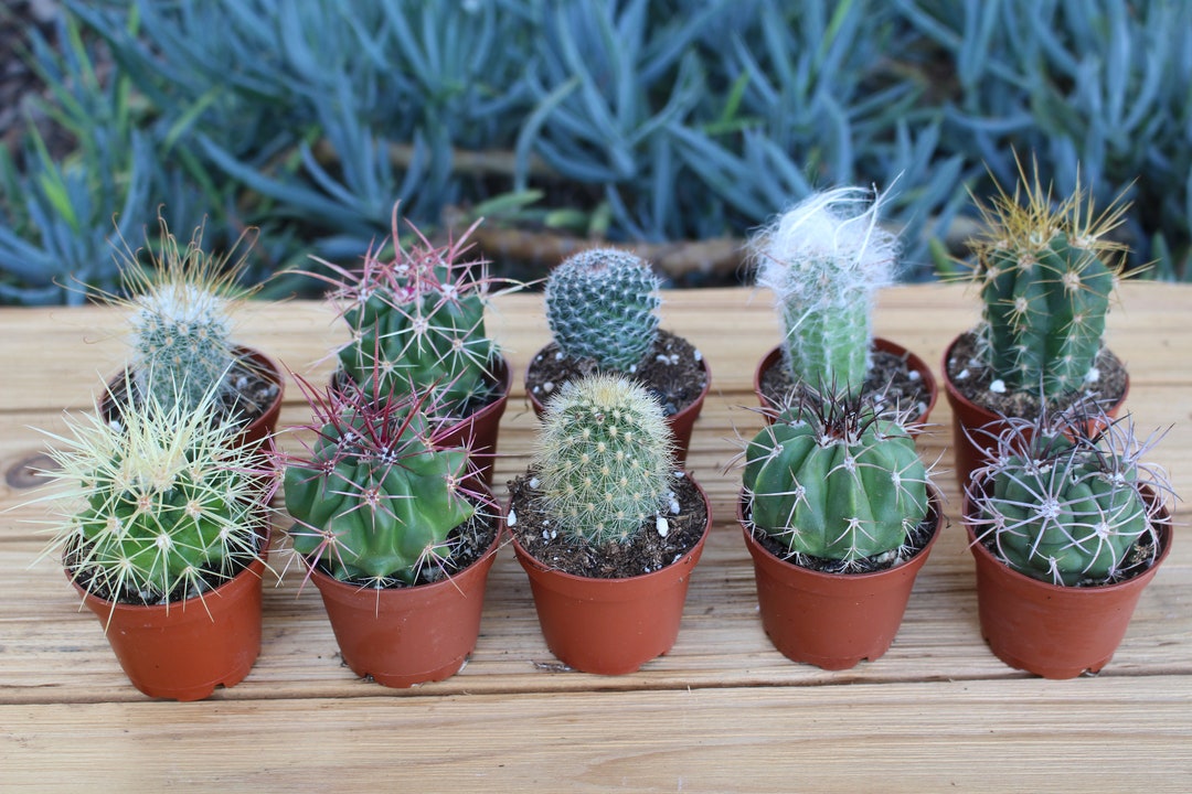 cactus grow kit w/ cactus-shaped pot
