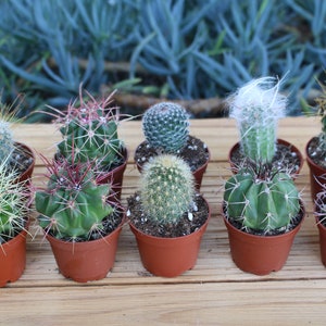 5 Assorted Colorful Live Cactus Potted Plants 2", Ideal Gift, Party Favors