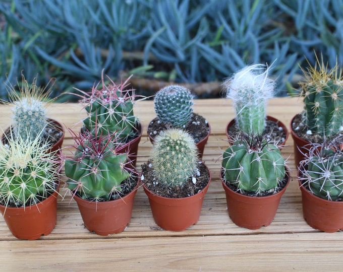 5 Assorted Colorful Live Cactus Potted Plants 2", Ideal Gift, Party Favors