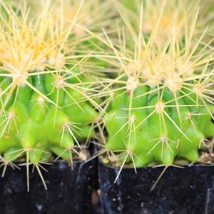 Echinocactus Grusonii mini Cactus Plant image 2