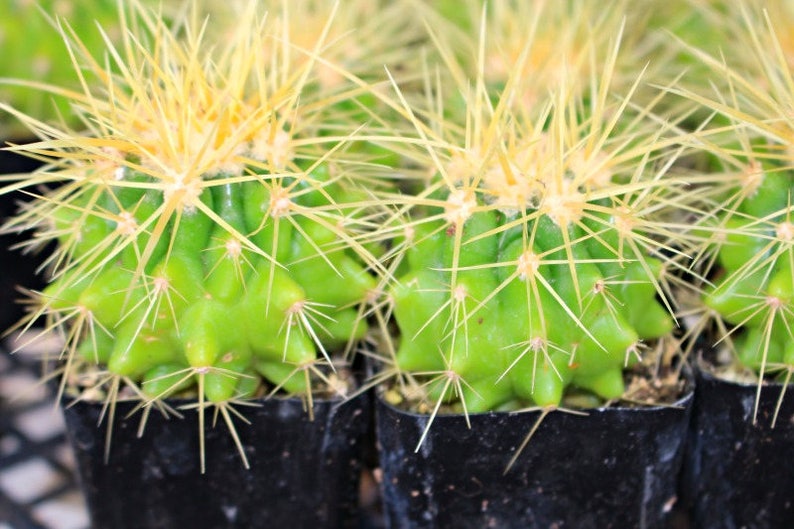Echinocactus Grusonii mini Cactus Plant image 2