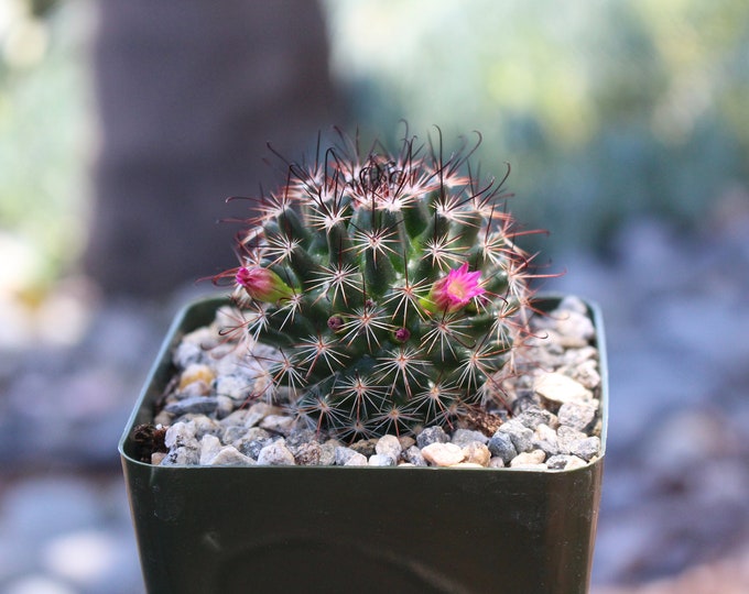 Mammillaria Tenango del Valle Cactus Plant