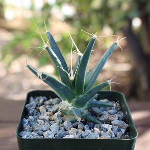 Leuchtenbergia Principis  Cactus Plant