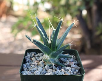 Leuchtenbergia Principis  Cactus Plant