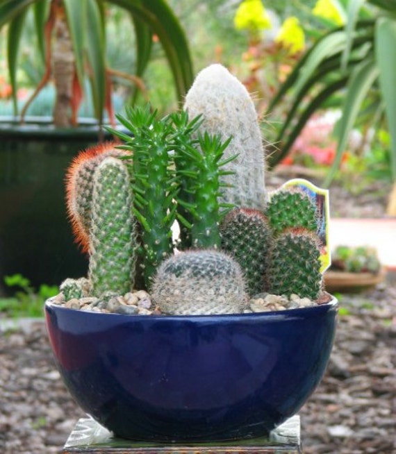 Desert Cactus Dish Garden Mega 10 inch Glazed Pot Etsy