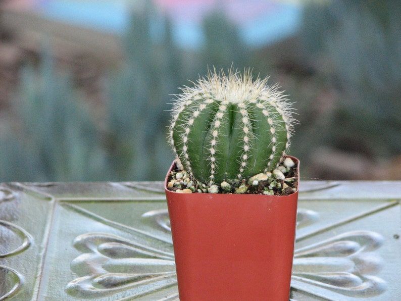 Notocactus Magnificus Mini Cactus Plant image 1