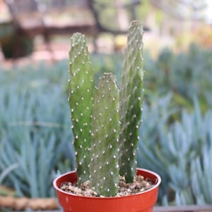 Opuntia Consolea Falcata Cactus Plant potted