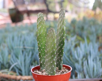 Opuntia Consolea Falcata Cactus Plant, opuntia Cactus potted