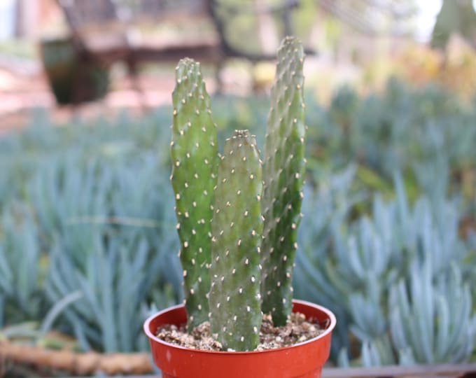 Opuntia Consolea Falcata Cactus Plant potted