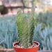 see more listings in the Cactus Plants section