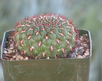 Sulcorebutia Mentosa Cactus Plant