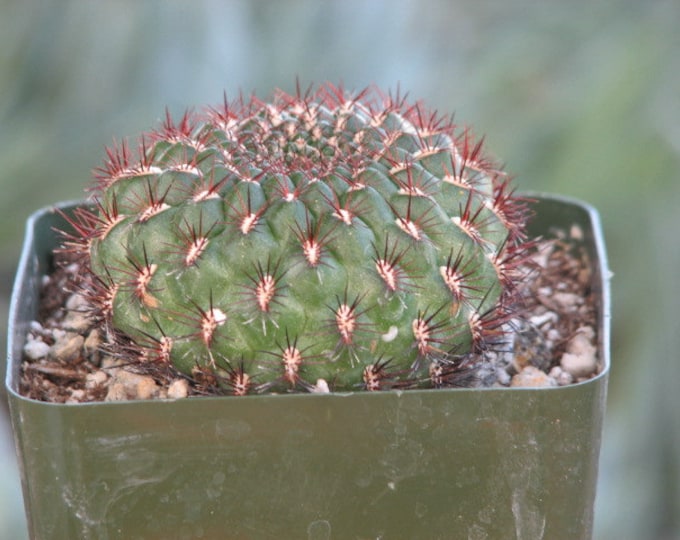 Sulcorebutia Mentosa Cactus Plant