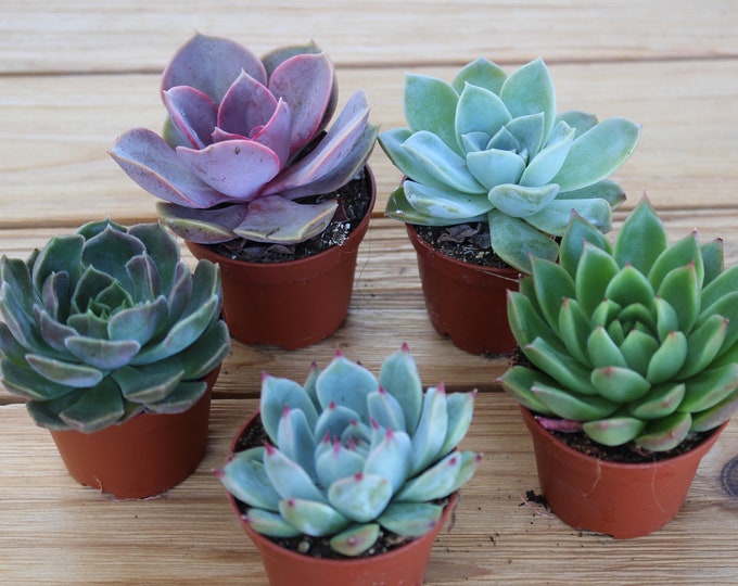 5 Live Succulent Rosette Plants 2", Party favors, Mini Potted Plants
