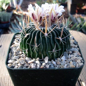 Echinofossulocactus  Cactus Plant New crop