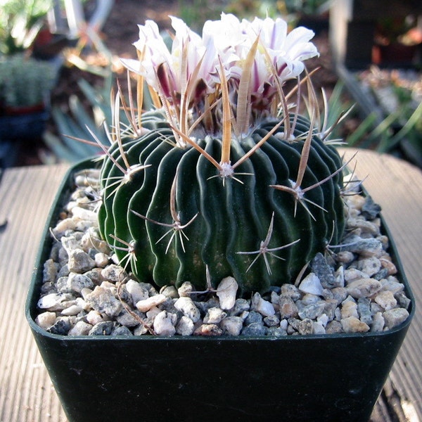 Echinofossulocactus  Cactus Plant