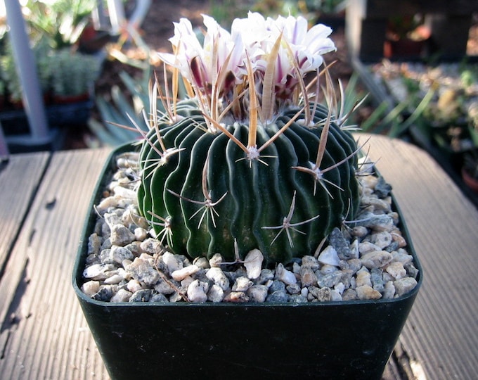 Echinofossulocactus  Cactus Plant
