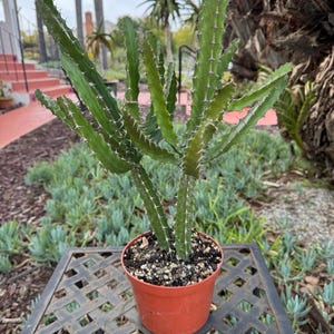 Euphorbia Acurensis Candelabra large Succulent Plant