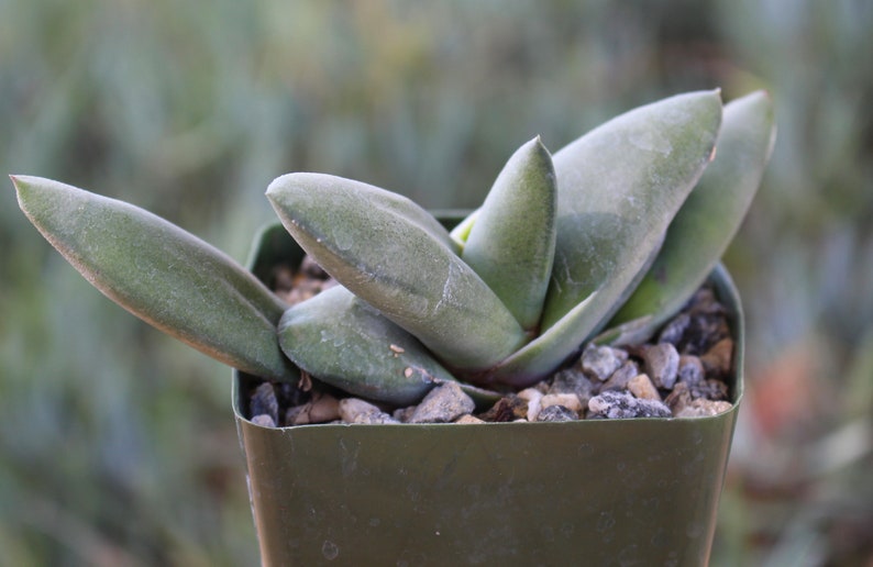 Gasteria Glimerata Succulent Plant image 1