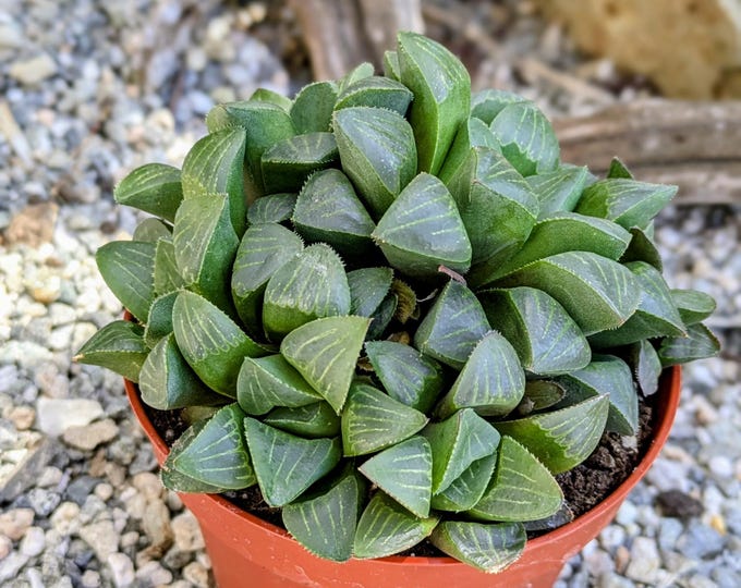 Haworthia Retusa Succulent Plant