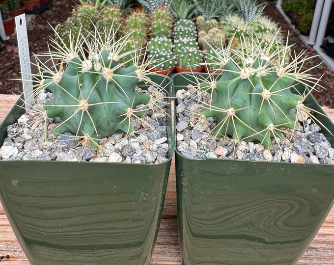 Ferocactus Glauscence Cactus Plant