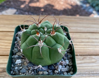 Gymnocalycium Planfzii Cactus Plant