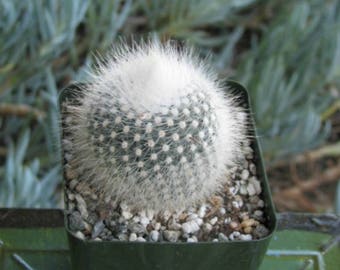 Notocactus Rudibuenkerii Cactus Plant